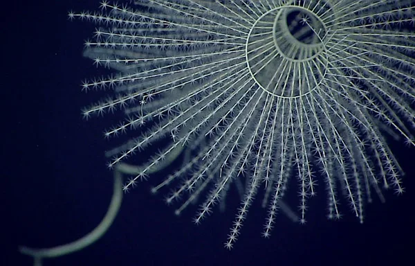 A bioluminescent octocoral that looks like a spiralling feathered snowflake.