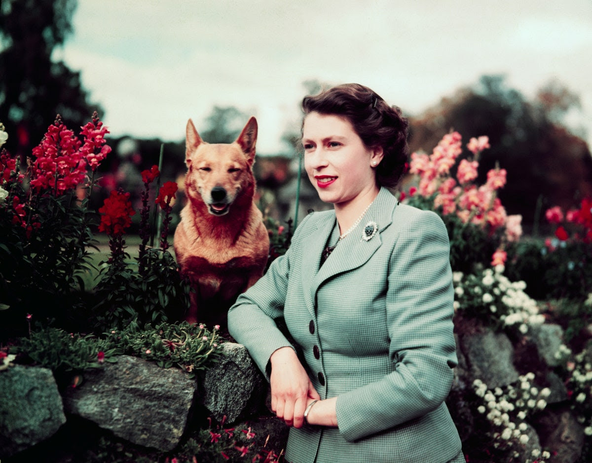 A photograph of Elizabeth II standing beside a dog.