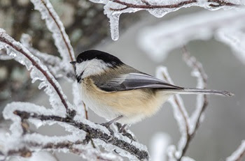 a black-capped chickadee, with black head, buff-colored body and black and silver wings, perches on an ice-covered branch on a gray day