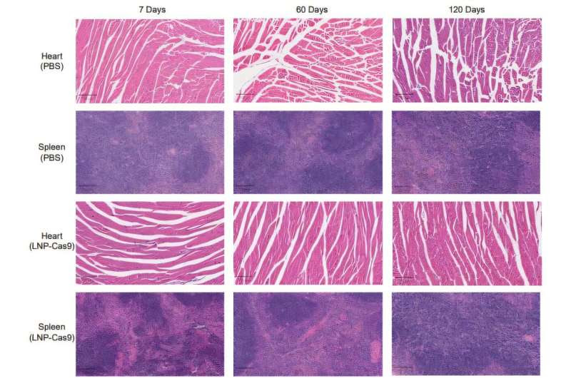 Custom alterations: Mending genes for long-lasting effects