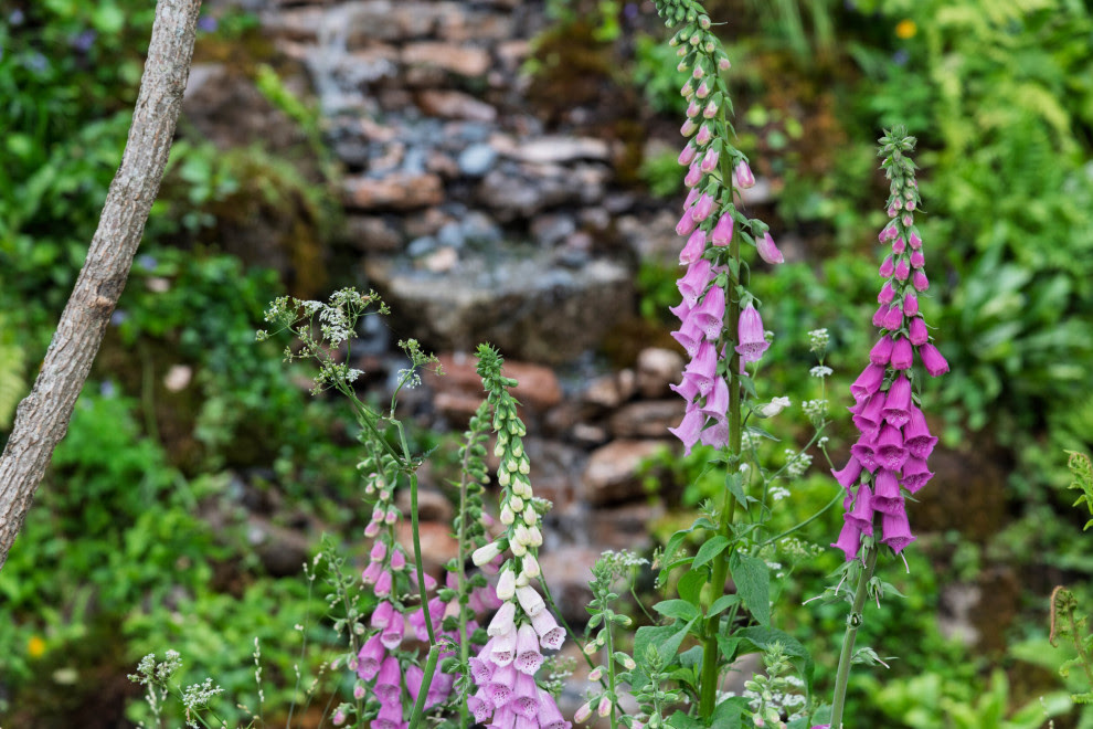 Garden Tour: A Magical Rainforest Haven Filled With Lush Planting