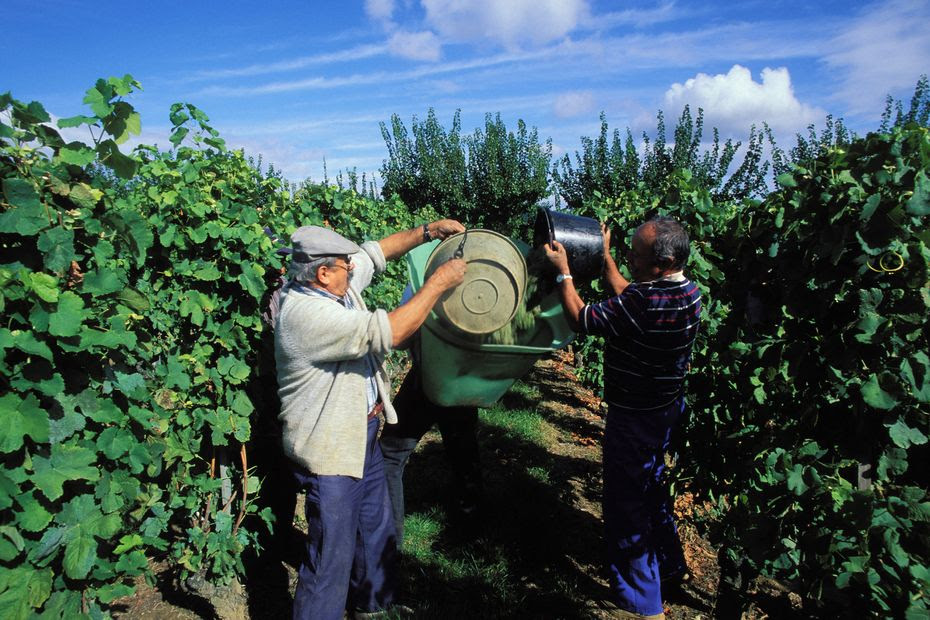 Pourquoi les coteaux du Rhône et leurs grands crus doivent être classés au patrimoine mondial de l'UNESCO