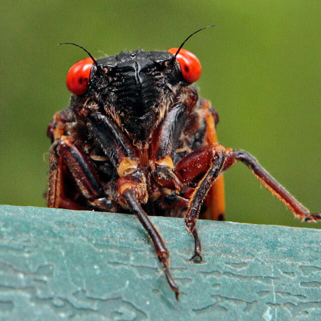 A single cicada with red eyes rests on a ledge. 