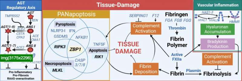 A cause of hyperinflammatory response in lethal COVID-19 identified