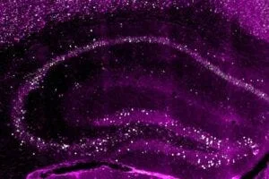 Early-born neurons (magenta) in the hippocampus create a long-persisting copy of a memory.