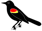 Red-Winged Blackbird