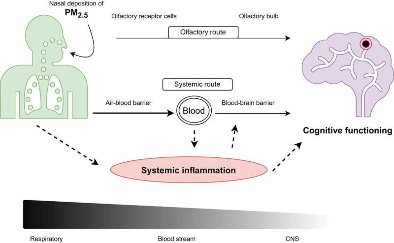 The hidden role of air pollution in cognitive decline