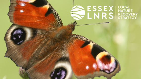 LNRS promotional photo of a butterfly