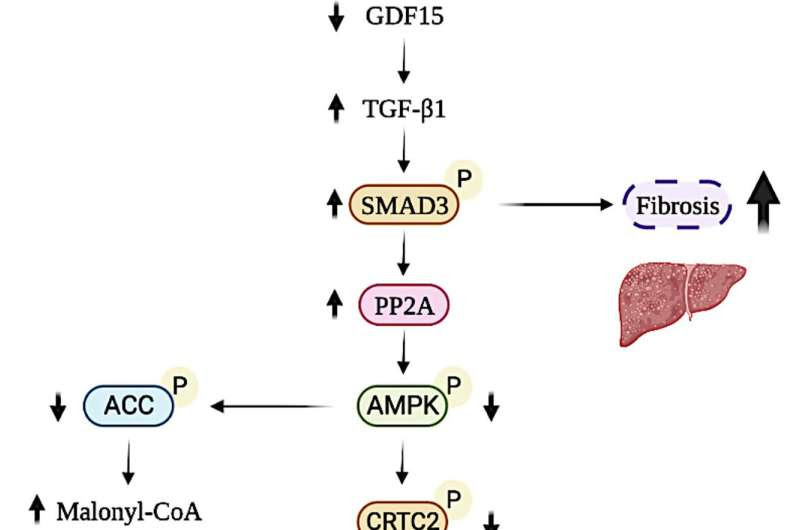 Researchers identify new mechanism that could improve the efficiency of diabetes treatments