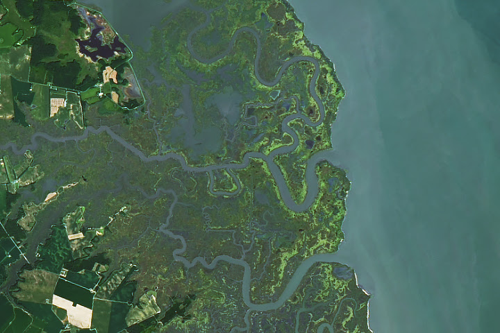 Delaware's Tidal Wetlands