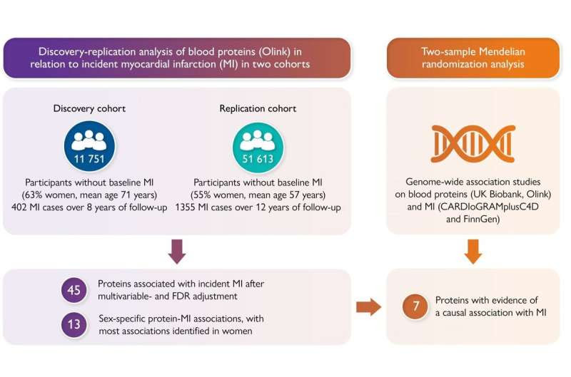 Sex-specific heart attack risk factors linked to circulating proteins