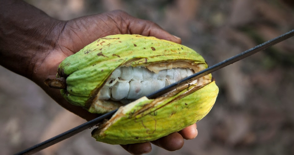 A person cuts open a cocoa bean with a machete.