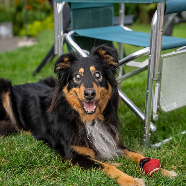 A dog with black and orange fur and milky white eyes lies on the grass near a metal chair with a chewed red ball between her paws. 