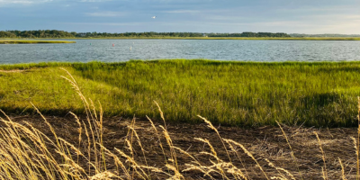 Jan24 Salt Marsh.png