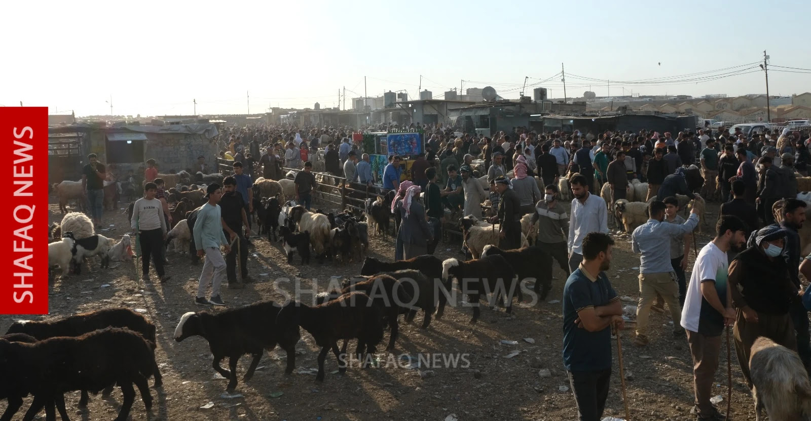 Iraq’s “Swiss dinar” still lives in Kurdistan livestock markets