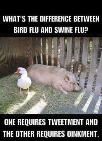 Joke-Bird-Flu-vs-Swine-Flu