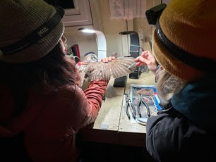 Banders Liv and Kara examine Boreal Owl Molt