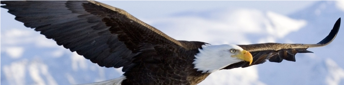 Decorative banner of an Eagle.