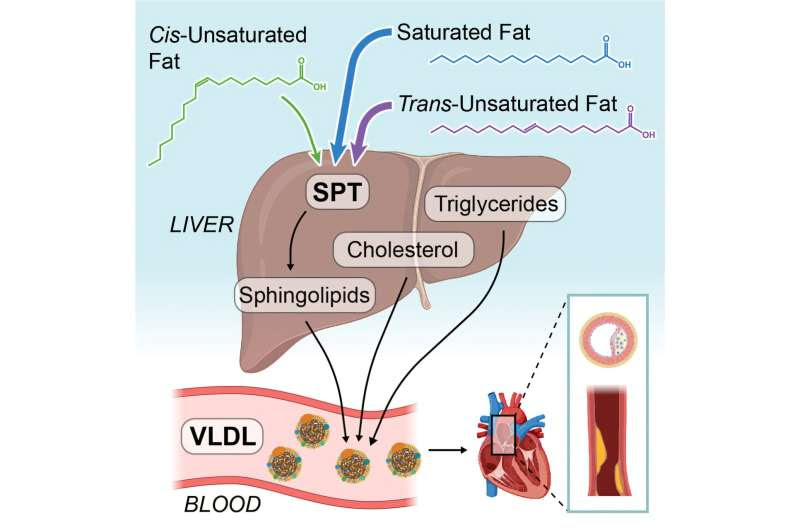 Cholesterol is not the only lipid involved in trans fat-driven cardiovascular disease