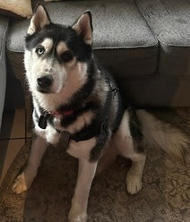 Husky on a rug and a sofa in the background