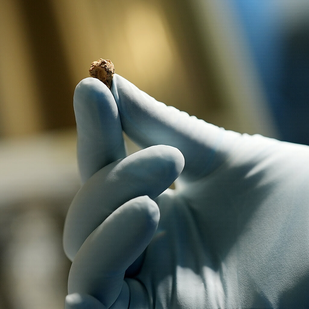 A close-up view of a piece of mummified cheese in a gloved hand.