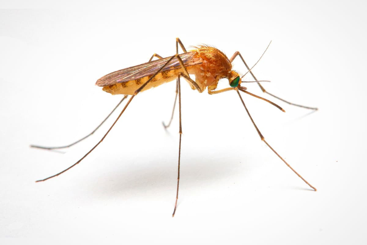 Many types of Anopheles mosquito are deadly vectors for malaria transmission