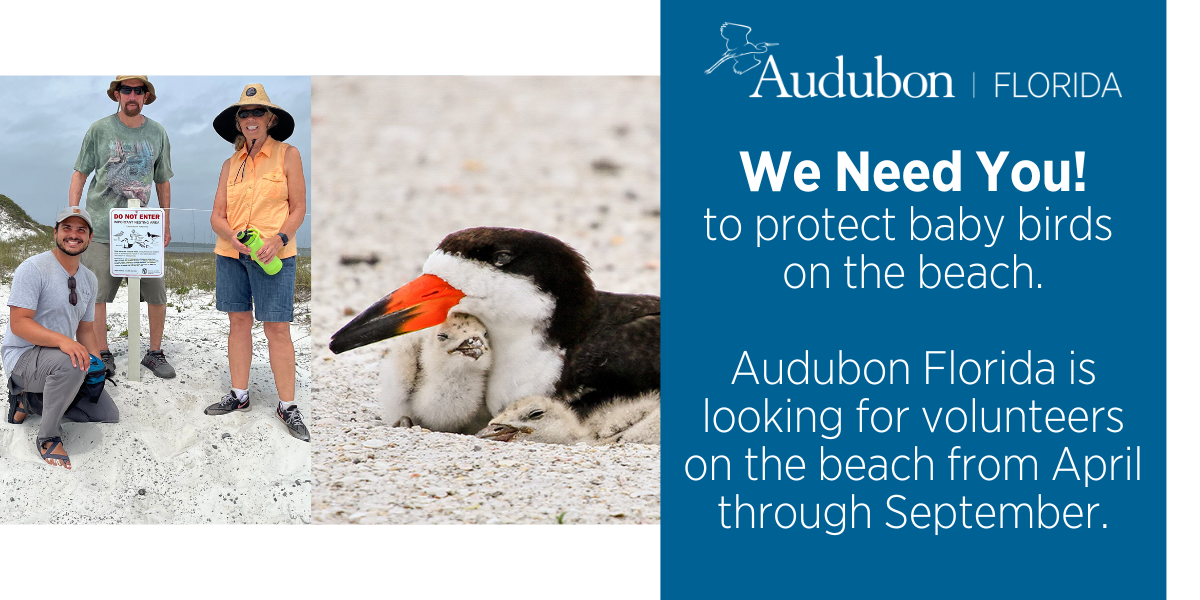 A graphic that asks people to volunteer. There is a photo of three people standing on a beach and another photo of a Black Skimmer parent and fuzzy Black Skimmer chicks.