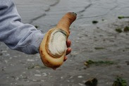 Geoduck in hand. Photo by Washington Sea grant.