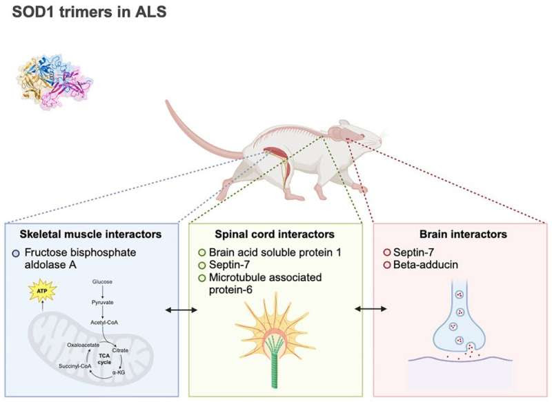 Toxic protein may contribute to ALS development