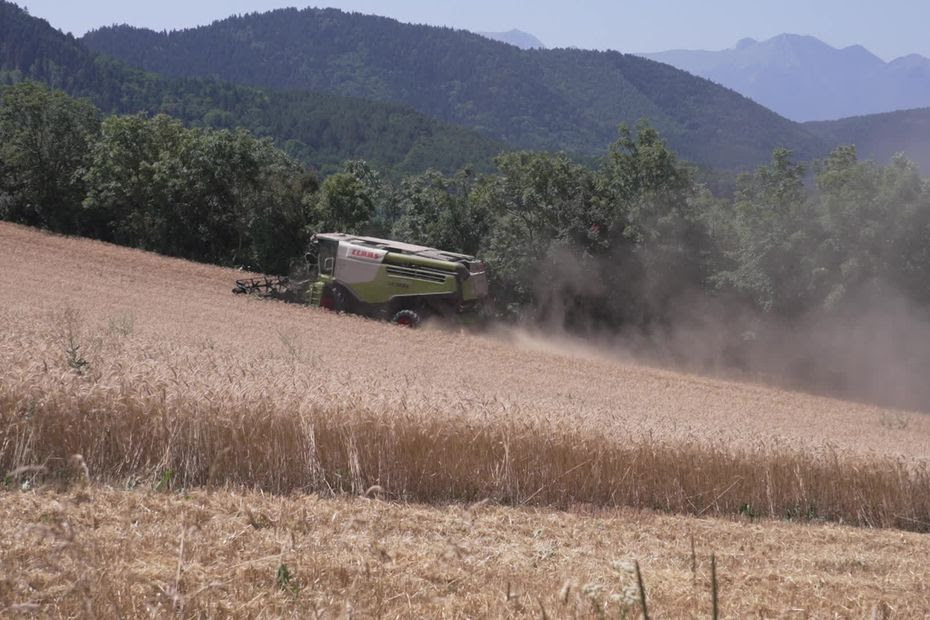 'C'est une année comme on n'en a jamais vue', les céréaliers inquiets après des moissons décevantes