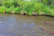 Sockeye salmon swim in a shallow tributary on a sunny day