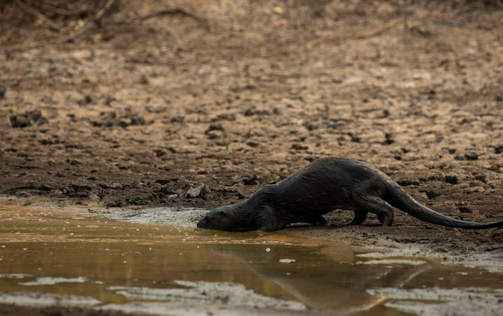 Ariranha morta no Pantanal — Foto: Araquém Alcântara