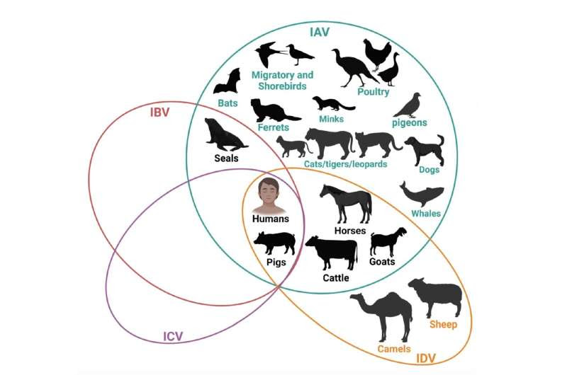 Bird flu is mutating, but antivirals still work