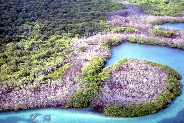 Damaged mangroves one year after the oil spill in Bahía Las Minas. Photo credit: Carl Hansen, STRI.