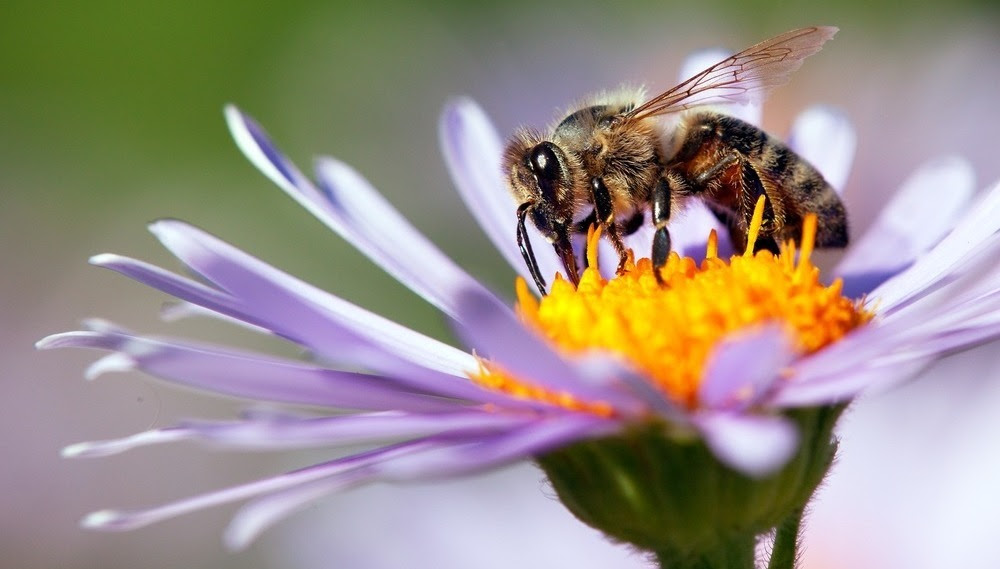 Gros plan d’une abeille posée sur une fleur.
