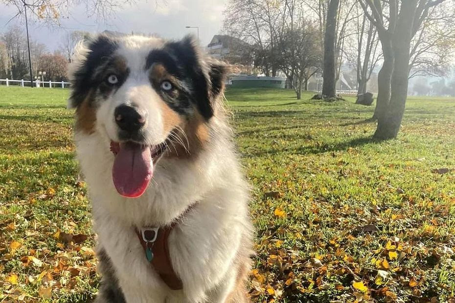 Battues, drone militaire, spéléologues : impressionnant élan de solidarité pour retrouver une chienne portée disparue en Savoie