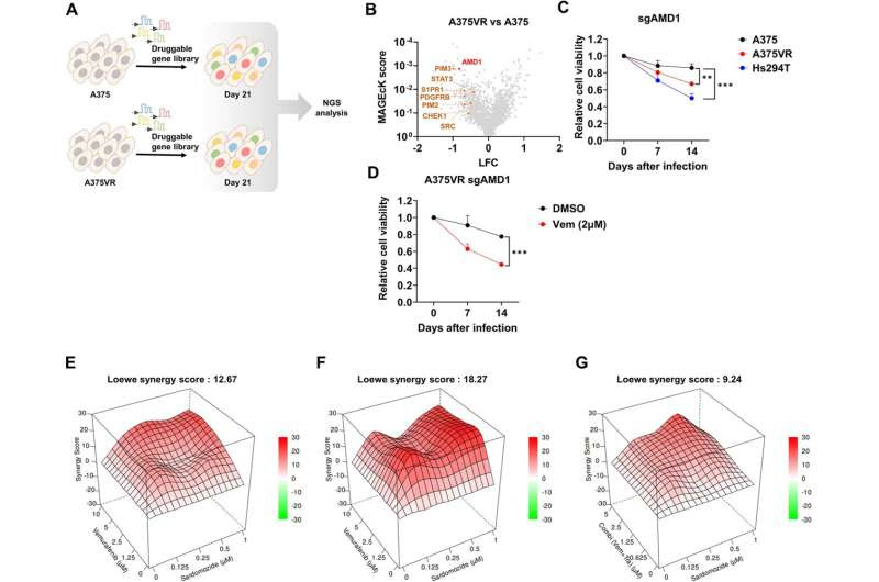 Melanoma with drug resistance: Cause identified