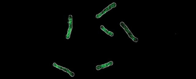 Rod shaped bacteria with glowy green insides