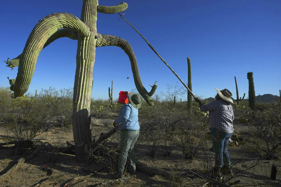 Two men work together to harvest saguaro cacti. The cacti is taller than both men.