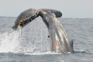 Entangled humpback southern california