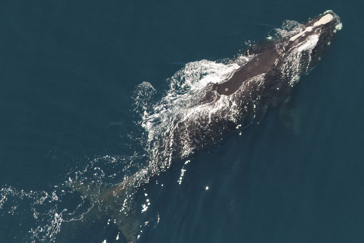 A North Atlantic right whale swimming at the surface of the ocean.