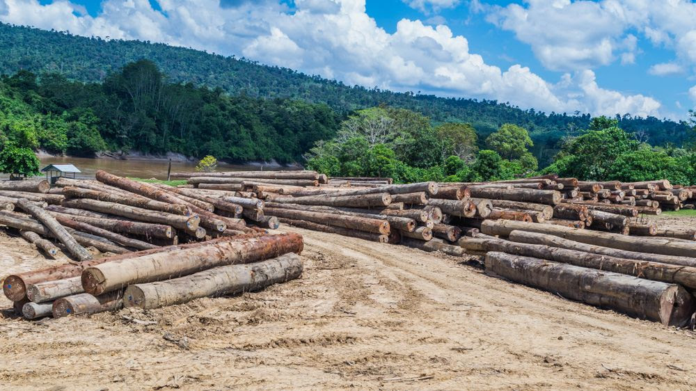 Piles de tronc d'arbres, forêt de Bornéo