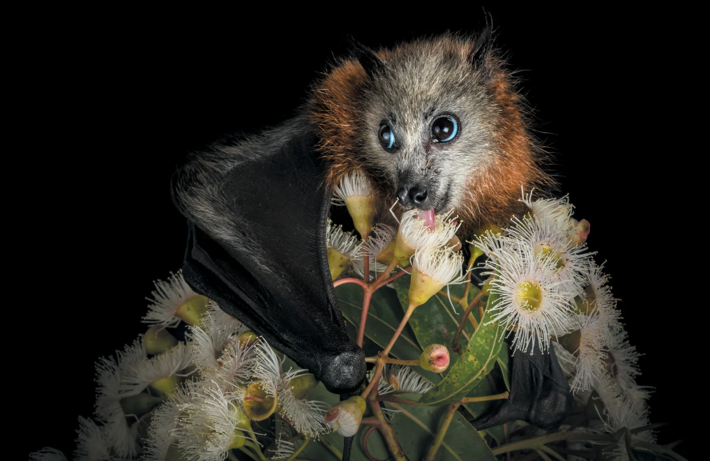 A cute grey-headed flying fox sits on a flowering plant and licks at a flower with its pink tounge