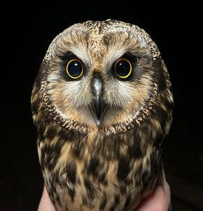 Short-eared Owl by O Fortuna 2