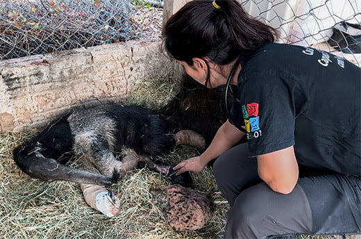 Un membre de l'équipe de l'Instituto Tamandua examine Armandinho, un fourmilier géant sauvé des incendies de la zone humide du Pantanal. © Cláudia Gaigher