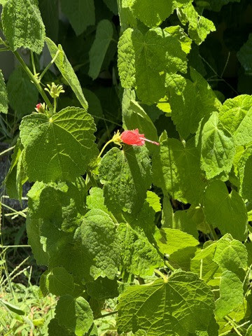 Hummingbirds-love-Turks-Cap