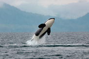 View of the underside of a killer whale jumping out of the water on a cloudy day.