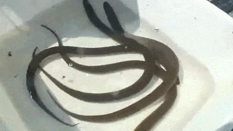 asian swamp eel animated gif