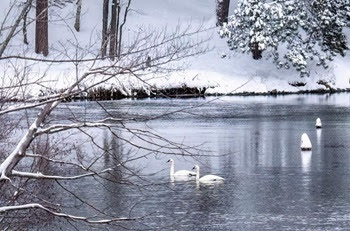 Two white trumpeter swans on the surface of a wintry lake in Marquette. The water is surrounded by tall, snow-covered trees.