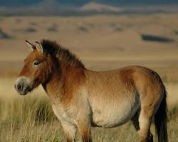 Image de Przewalski's horse in Mongolia